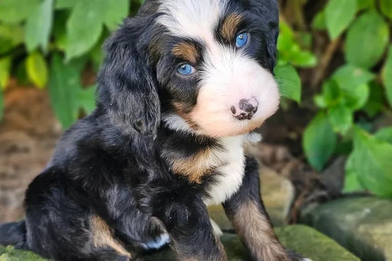 Juniper