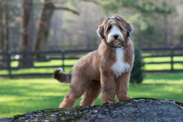 Winston