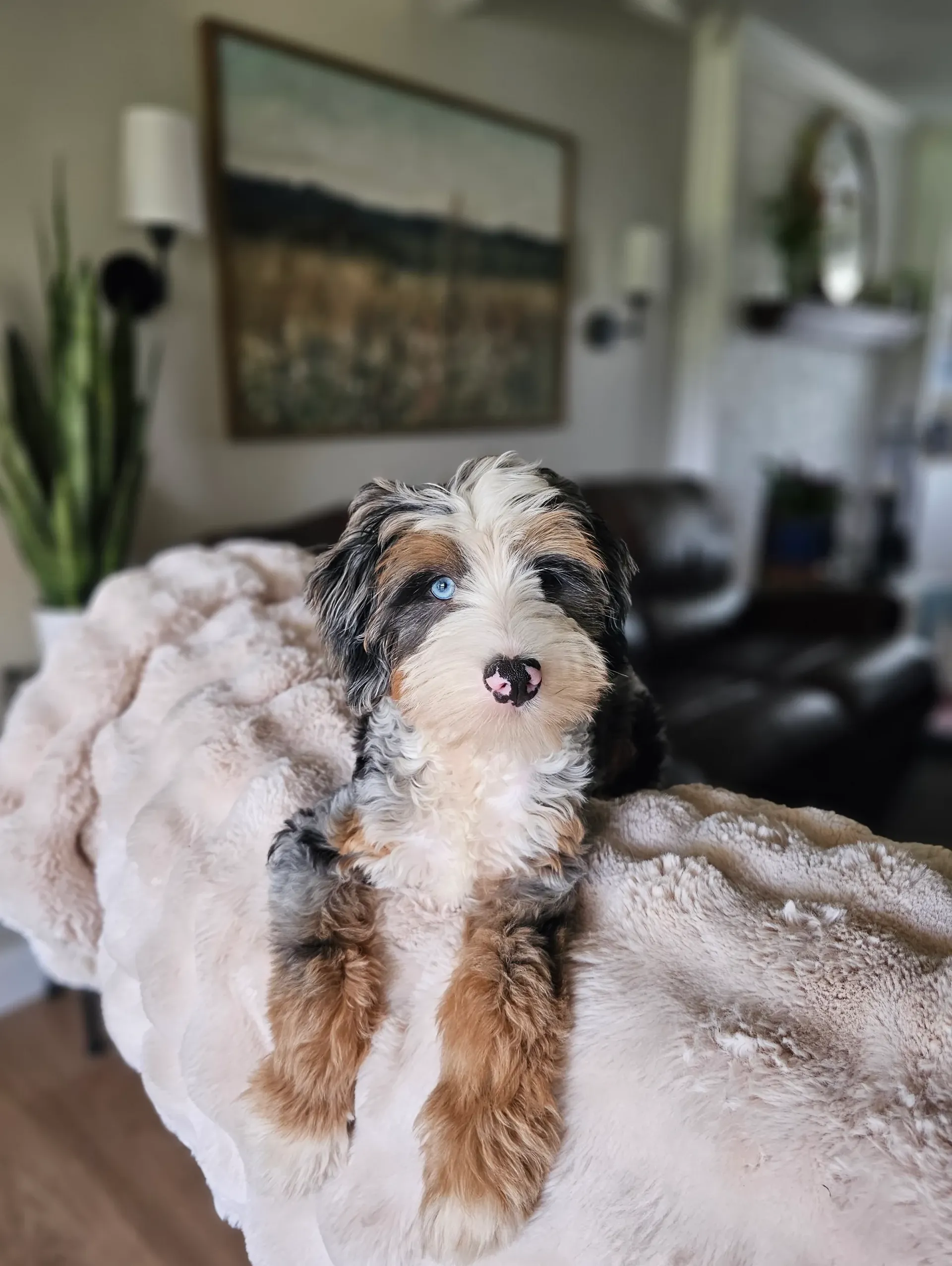 nolan